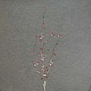 [XB5243-BUR] BERRY SPRAY 44" X4 W/FLOCKING  BURGUNDY