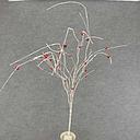 [XA6036] 48" WHITE TWIG SPRAY X10 W/RED BELLS