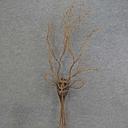 [XE5046] DEER TWIG HEAD 36"