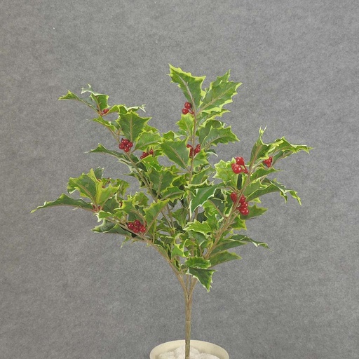 [XE5107-VAR] HOLLY BUSH X8 "WEATHERPROOF" VARIEGATED