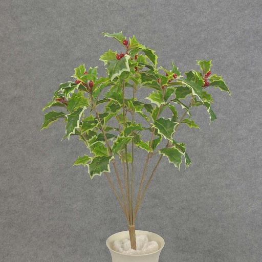 [XE5108-VAR] HOLLY BUSH X7 "WEATHERPROOF" VARIEGATED