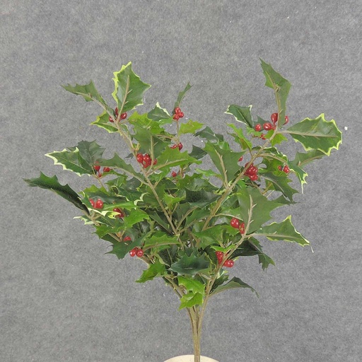[XE6060-GVA] HOLLY BUSH 160 LVS OD BERRIES  GREEN VARIGATED