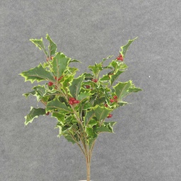 [XE6060-VAR] HOLLY BUSH 160 LVS OD BERRIES  VARIGATED