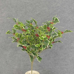 [XE6061-VAR] HOLLY BUSH 267 LVS OD BERRIES VARIGATED