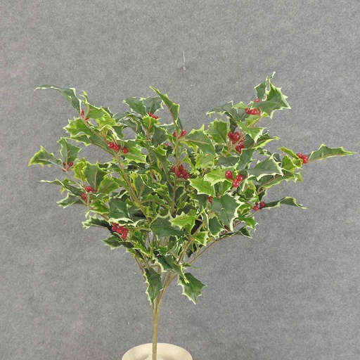 [XE6061-VAR] HOLLY BUSH 267 LVS OD BERRIES VARIGATED