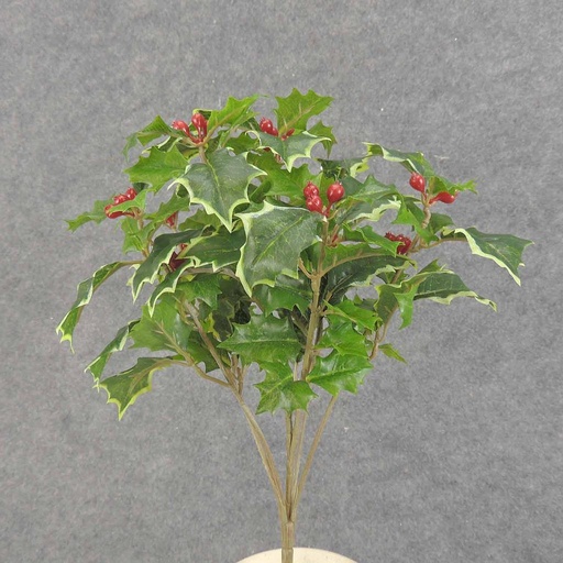 [XE6062-GVA] HOLLY BUSH 105 LVS OD BERRIES  GREEN VARIGATED