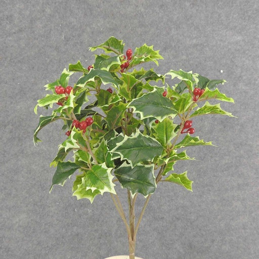 [XE6062-VAR] HOLLY BUSH 105 LVS OD BERRIES VARIGATED