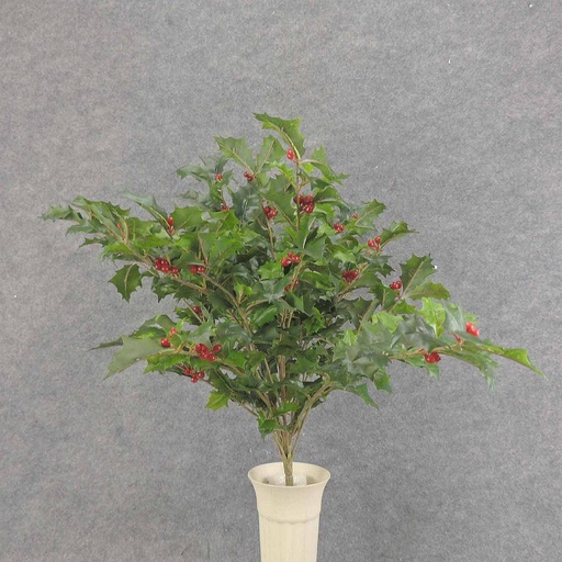 [XE6063-GRN] HOLLY BUSH 423 LVS OD BERRIES  GREEN