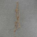 [XR6068] BELL/ROPE SPRAY 38" X6