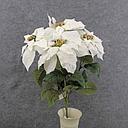 [XN8008-WHT] POINSETTIA BUSH NON-BLEED X5 