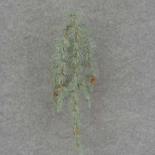 [XB7001] PINE HANGING BUSH W/CONES 24"