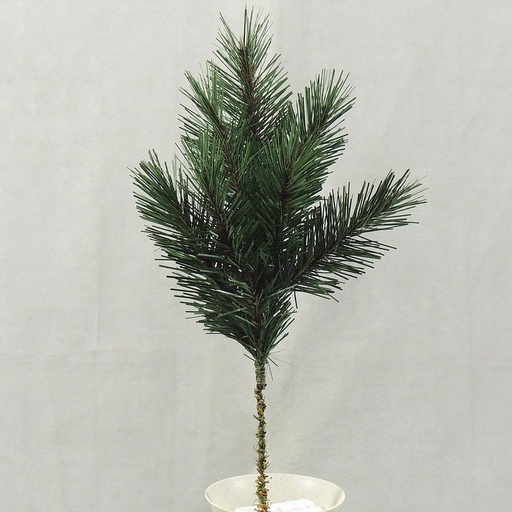 [XD4024] PINE SPRAY 15" WITH 7 TIPS