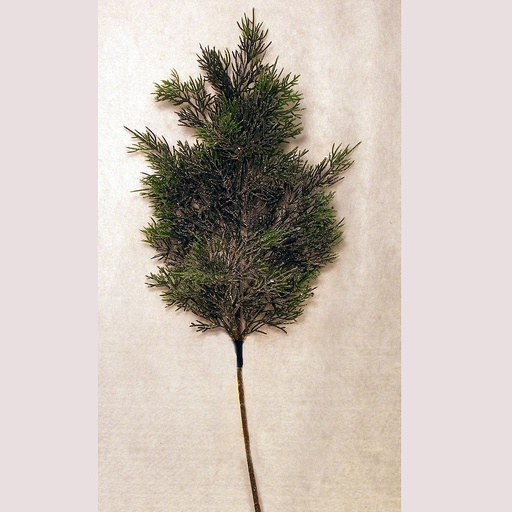 [XE88] CYPRESS FROST SPRAY  20.5"