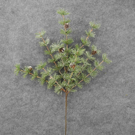 [XL8010] PINE SPARY W/ CONES 24" MING PINE