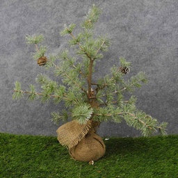 [XL8017] TREE MING PINE W/CONES 20&quot; BURLAP BASE