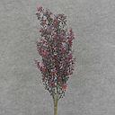 [XB6111-RPB] BERRY BUSH X7 21.5" O.D.  RED/PURPLE/BLACK
