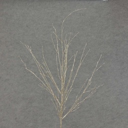 [XE4088-CHA] TWIG 29" GLITTER  CHAMPAGNE