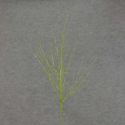 [XE4088-LGN] TWIG 29&quot; GLITTER    LT. GREEN