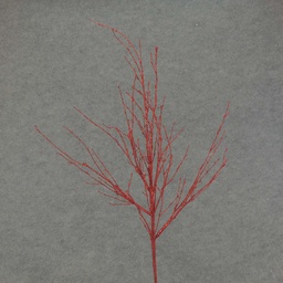 [XE4088-RED] TWIG 29&quot; GLITTER  RED