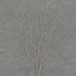 [XL6037-PTN] TWIG SPRAY W/GLITTER 4/BAG 24"  PLATINUM