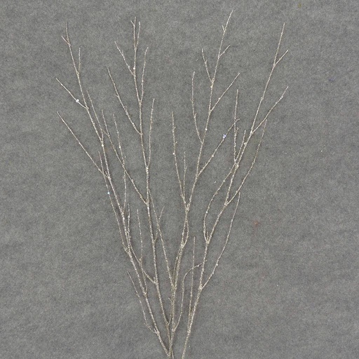 [XL6037-PTN] TWIG SPRAY W/GLITTER 4/BAG 24"  PLATINUM