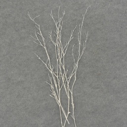 [XL6037-WHT] TWIG SPRAY W/GLITTER 4/BAG 24"  WHITE