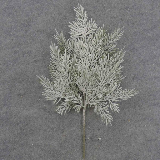 [XE9013] CEDAR/HEMLOCK SPRAY