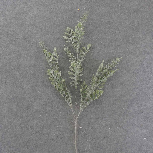[XE9028] DUSTY MILLER SPRAY X3 30" W/ICE
