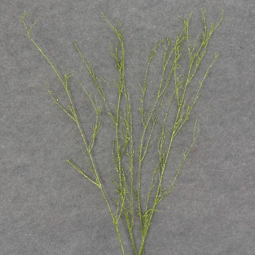 [XL6037-GRN] TWIG SPRAY W/GLITTER 4/BAG 24" GREEN