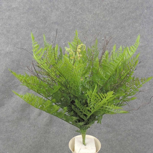 [SB0021] FERN LEAF BUSH X15 19"