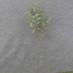 [SA0009] EUCALYPTUS STEM X8  35&quot;