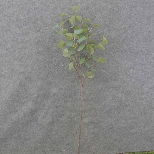 [SA0009] EUCALYPTUS STEM X8  35"