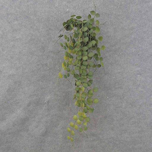[SB0052] BUTTON FERN VINE 32" HANGING