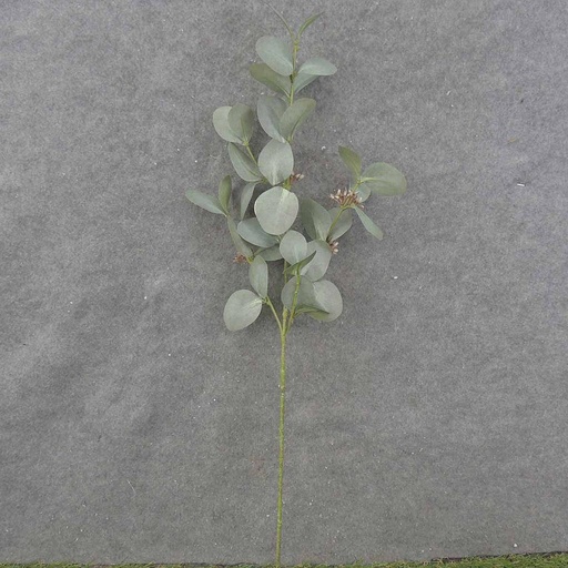 [SB0055] EUCALYPTUS SPRAY X4 29" SEEDED