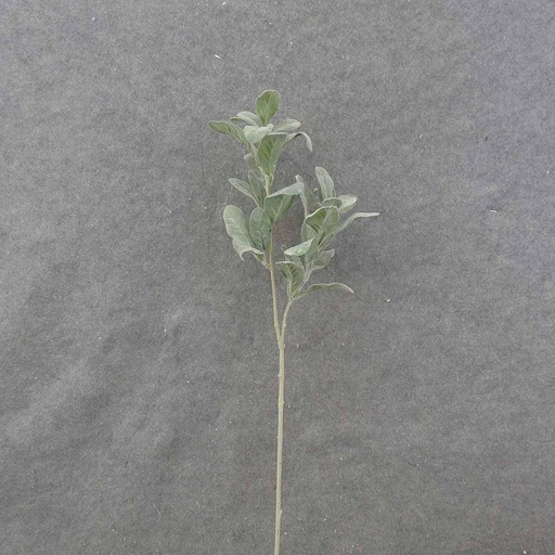 [SB0062] LAMBS EAR SPRAY 28"  FLOCKED
