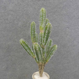 [SB0044] CACTUS PLANT 17" (SAN PEDRO)