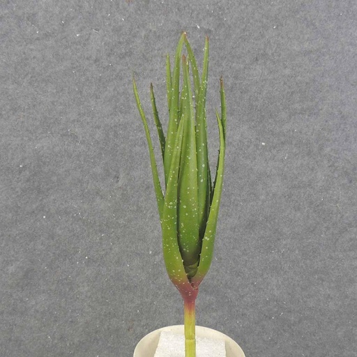 [SB0045] ALOE VERA PLANT 12"