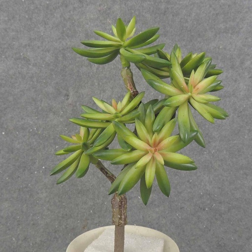 [SB0047-GRN] SUCCULENT PICK X6  9"  GREEN