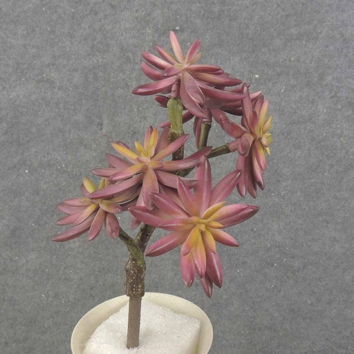 [SB0047-PUR] SUCCULENT PICK X6  9"  PURPLE