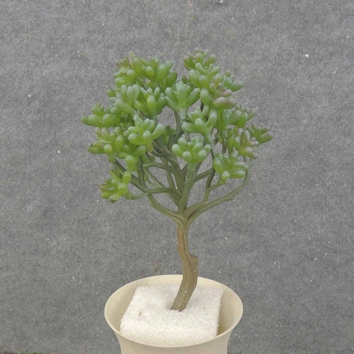 [SB0048-GRN] SEDUM SUCCULENT PICK 8"  GREEN