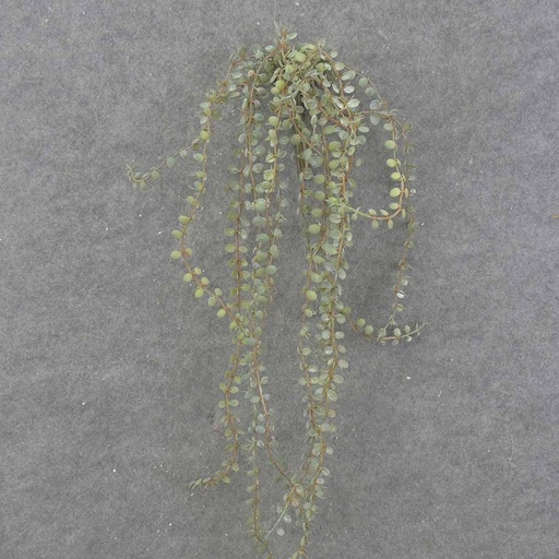 [SB0050] BUTTON FERN VINE X5 28"