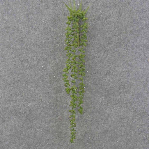 [SB0051] BUTTON JADE VINE 25"