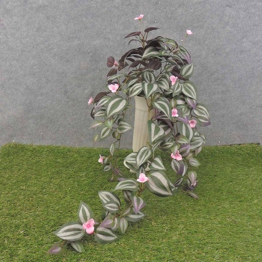 [SB0066] HANGING WANDERING JEW BUSH X9 W/BLOOMS