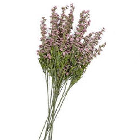 [S765492-MAV] CANDY TUFT 28"  X2 MAUVE