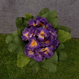 [SE337-PYL] PRIMULA BOUQUET PURPLE/YELLOW