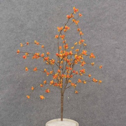 [SBF0001] 16" BITTERSWEET BUSH X5