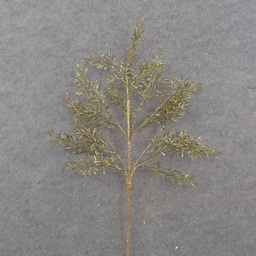 [XA0041] 26" GOLD BRUSHED LEAF SPRAY