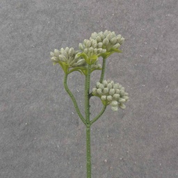 [SE1026-DGN] 11.5&quot; SEDUM STEM X5 DUSTY GREEN