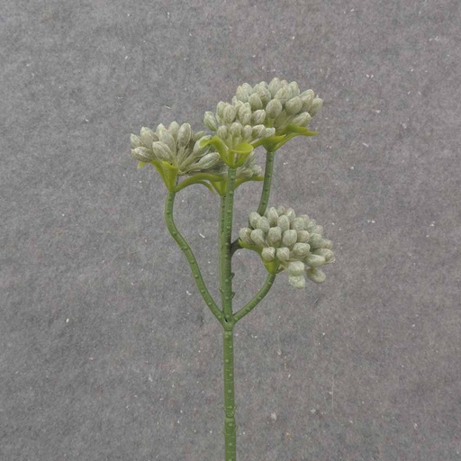[SE1026-DGN] 11.5" SEDUM STEM X5 DUSTY GREEN
