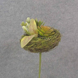 [SA1005] SUCCULENT &amp; FOLIAGE IN 5.25&quot; MOSS NEST W/PICK
